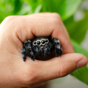 Cute Jumping Spider