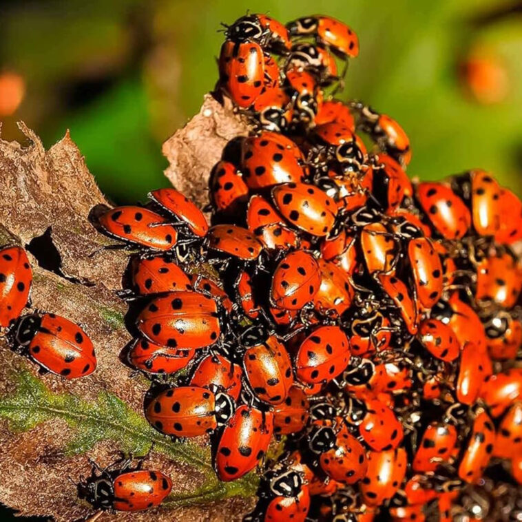 Live Ladybugs – CRAOB