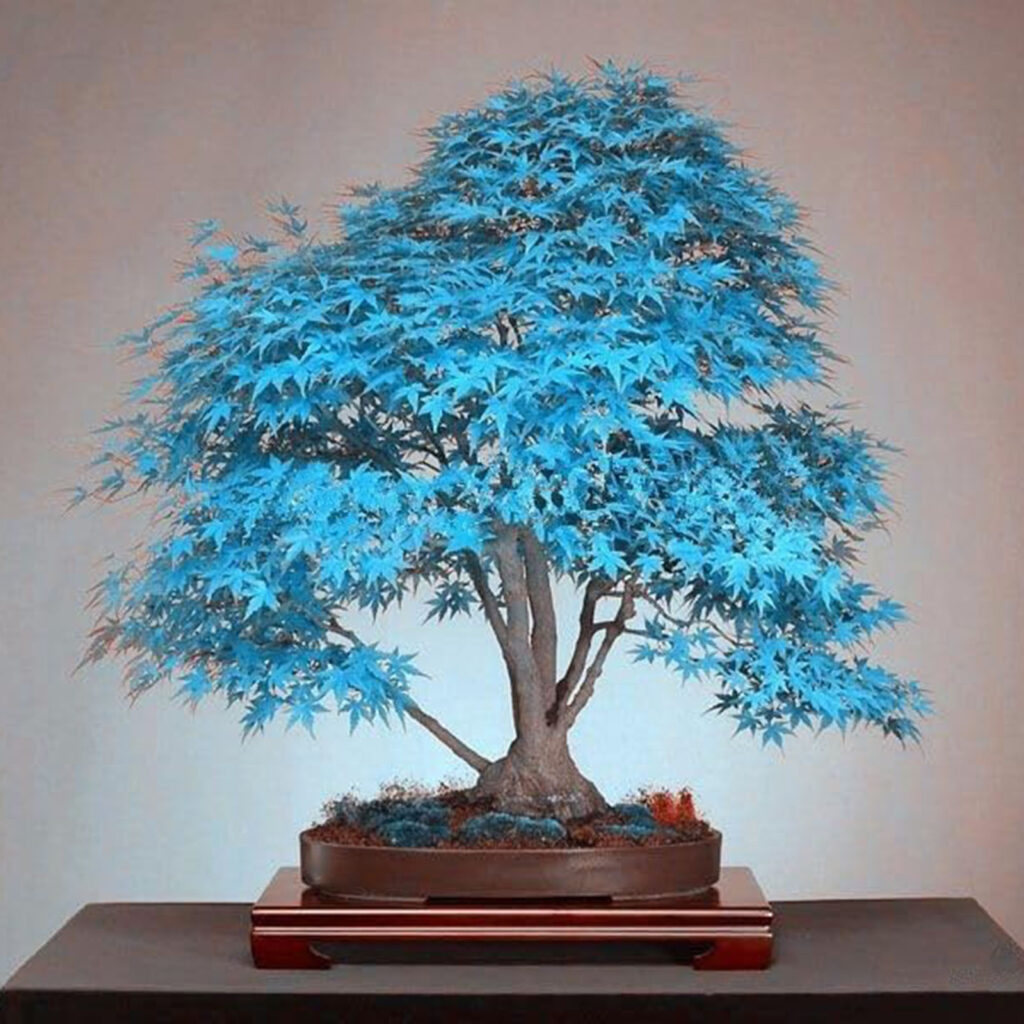 Rare Blue Maple Tree - CRAOB