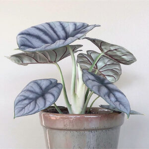 Rare Silver Dragon Alocasia Plants